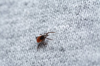 İnsan giysilerinde kurban bekleyen tehlikeli kan emici tiki.