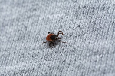 dangerous bloodsucker tick on human clothes waiting for victim clipart