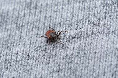 İnsan giysilerinde kurban bekleyen tehlikeli kan emici tiki.