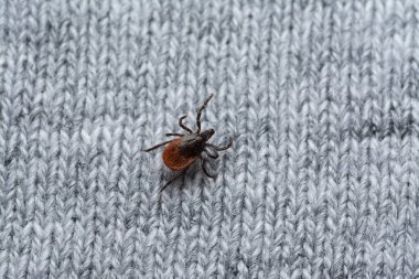 İnsan giysilerinde kurban bekleyen tehlikeli kan emici tiki.