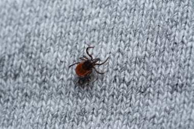 İnsan giysilerinde kurban bekleyen tehlikeli kan emici tiki.