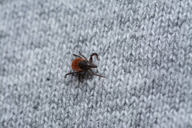 İnsan giysilerinde kurban bekleyen tehlikeli kan emici tiki.