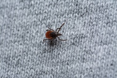 İnsan giysilerinde kurban bekleyen tehlikeli kan emici tiki.