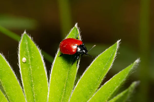 beautiful insect in spring on leaf in the grass