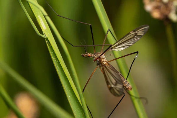 beautiful insect in spring on leaf in the grass