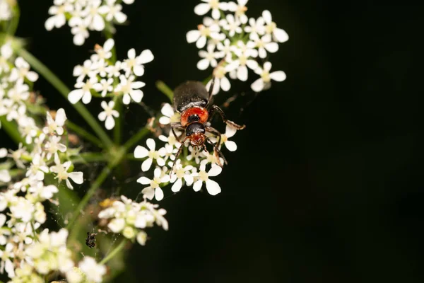 beautiful insect in spring on leaf in the grass