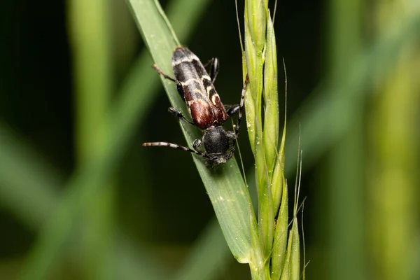 Hermoso Insecto Primavera Hoja Hierba —  Fotos de Stock