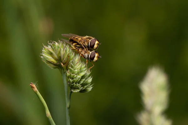 Bel Insecte Printemps Sur Les Feuilles Dans Herbe — Photo