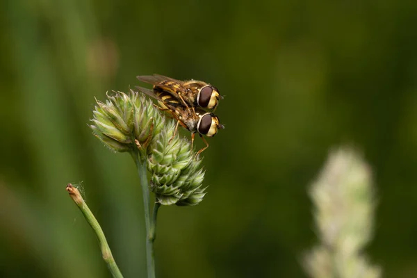 Prachtig Insect Het Voorjaar Blad Het Gras — Stockfoto