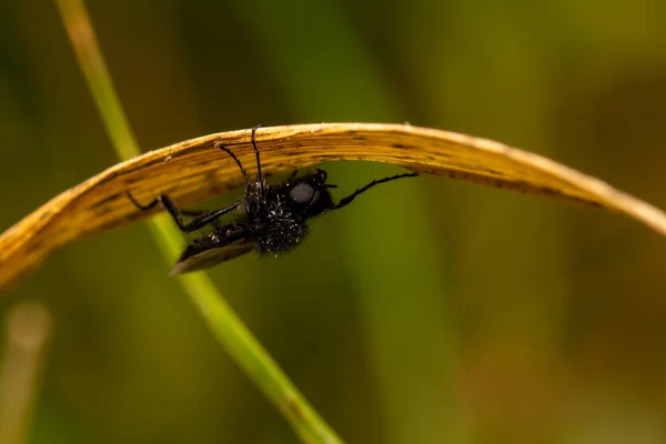 Schönes Insekt Frühling Auf Blatt Gras — Stockfoto