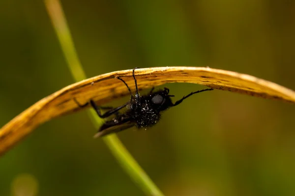 Hermoso Insecto Primavera Hoja Hierba —  Fotos de Stock