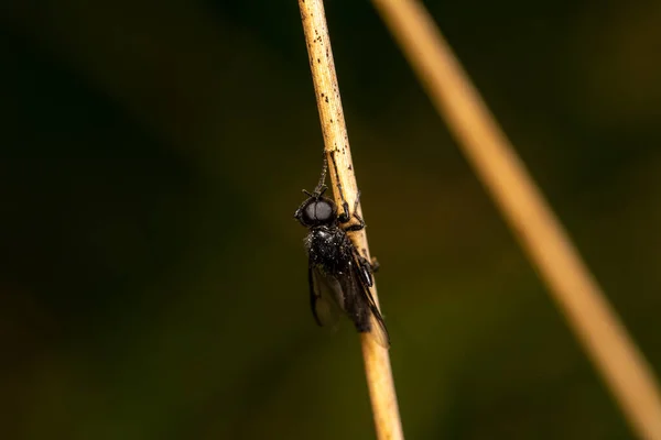 beautiful insect in spring on leaf in the grass