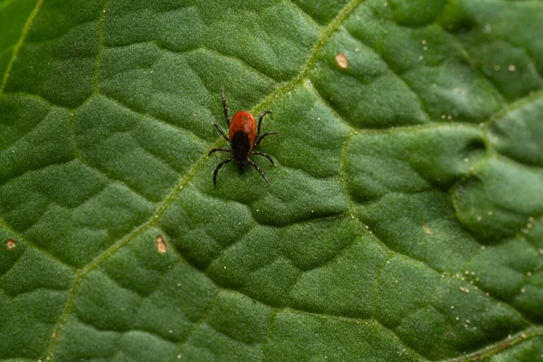 Peligrosa Garrapata Chupasangre Ropa Humana Esperando Víctima —  Fotos de Stock