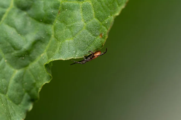 Peligrosa Garrapata Chupasangre Ropa Humana Esperando Víctima —  Fotos de Stock