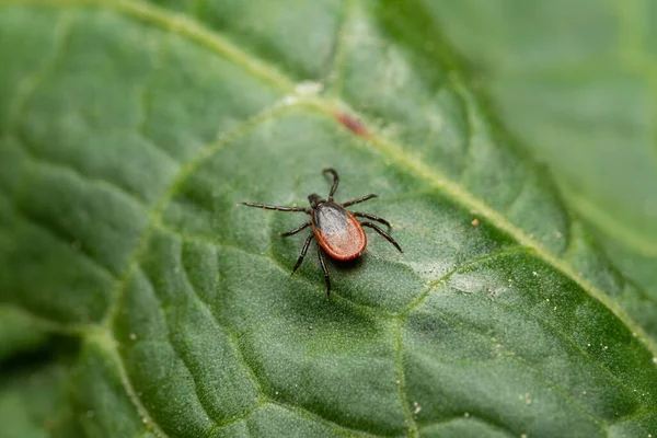 Peligrosa Garrapata Chupasangre Ropa Humana Esperando Víctima —  Fotos de Stock