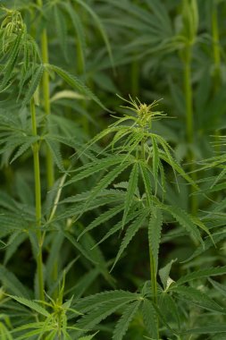 Marihuana tarlasında yeşil kanabiler