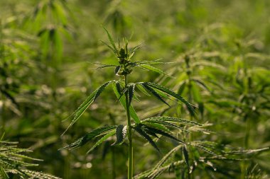 Marihuana tarlasında yeşil kanabiler