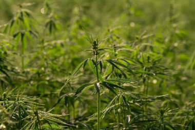 Marihuana tarlasında yeşil kanabiler