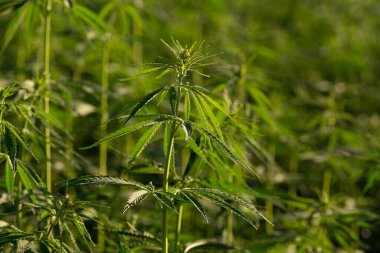 Marihuana tarlasında yeşil kanabiler