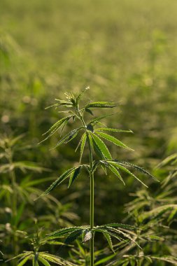 Marihuana tarlasında yeşil kanabiler