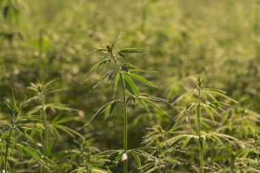 Marihuana tarlasında yeşil kanabiler