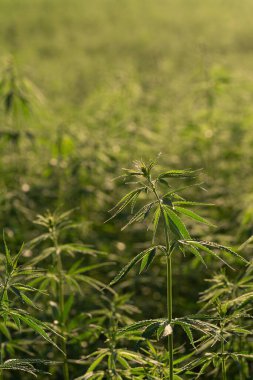 Marihuana tarlasında yeşil kanabiler