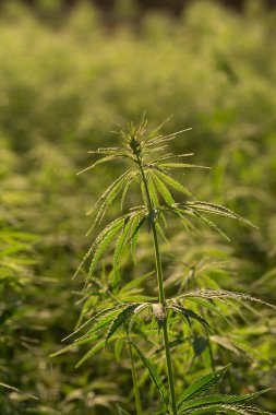 Marihuana tarlasında yeşil kanabiler