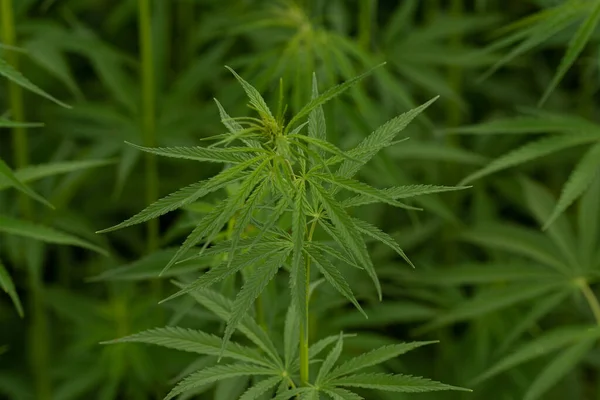 Groene Canabis Marihuana Veld Boerderij — Stockfoto