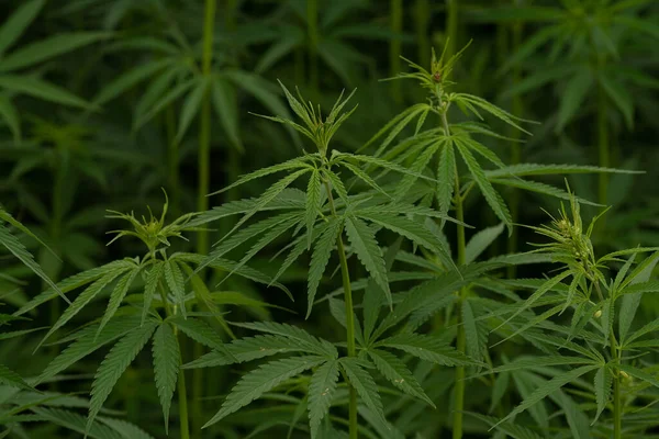 Groene Canabis Marihuana Veld Boerderij — Stockfoto