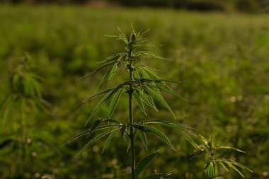 Marihuana tarlasında yeşil kanabiler