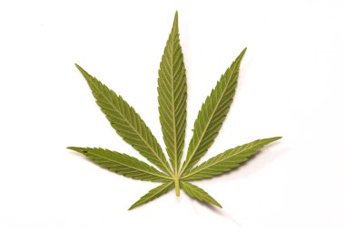 Marihuana tarlasında yeşil kanabiler