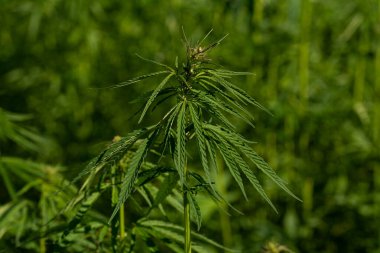 Marihuana tarlasında yeşil kanabiler