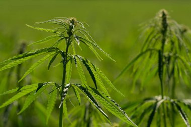 Marihuana tarlasında yeşil kanabiler