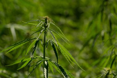 Marihuana tarlasında yeşil kanabiler