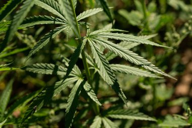 Marihuana tarlasında yeşil kanabiler