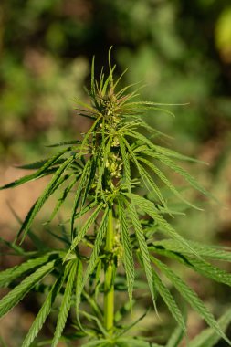 Marihuana tarlasında yeşil kanabiler