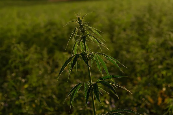 Canabis Verts Sur Ferme Champs Marihuana — Photo