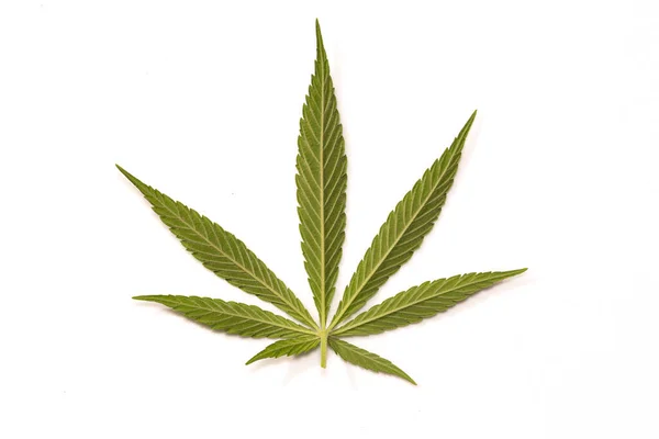 Groene Canabis Marihuana Veld Boerderij — Stockfoto