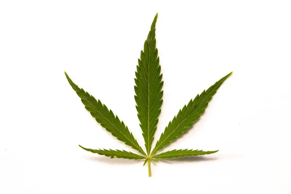 Marihuana Tarlasında Yeşil Kanabiler — Stok fotoğraf