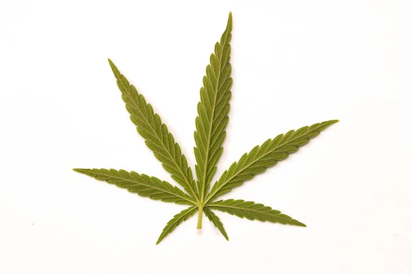 Zöld Canabis Marihuana Szántóföldi Gazdaságon — Stock Fotó