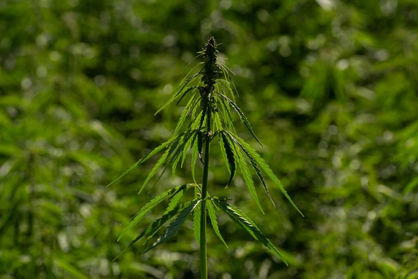 Green Canabis Marihuana Field Farm — Stock Photo, Image