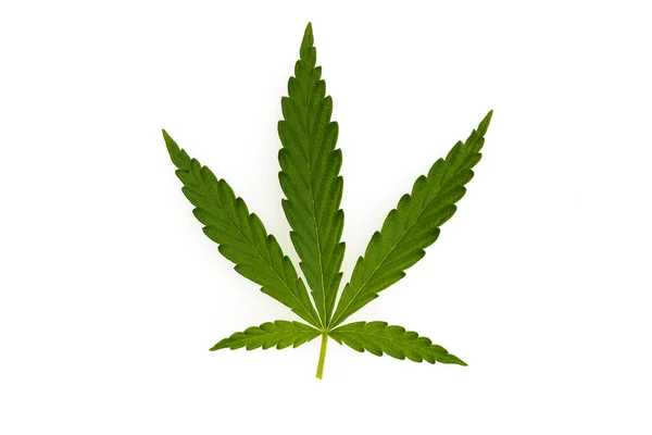 Grüner Canabis Auf Marihuana Feldfarm — Stockfoto