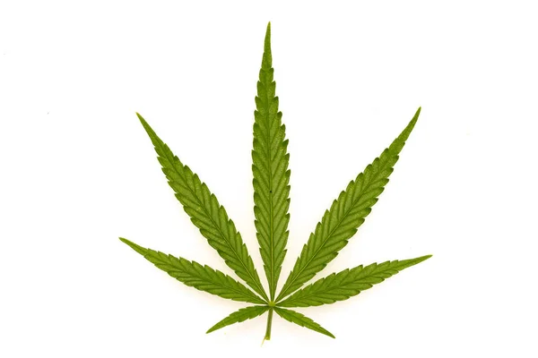 Grüner Canabis Auf Marihuana Feldfarm — Stockfoto