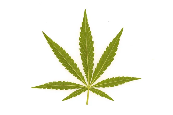 Zelená Canabis Marihuana Polní Farmě — Stock fotografie
