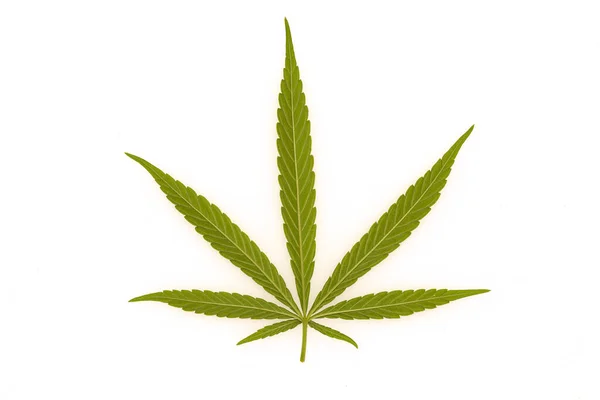 Zielone Canabis Farmie Marihuana Pole — Zdjęcie stockowe