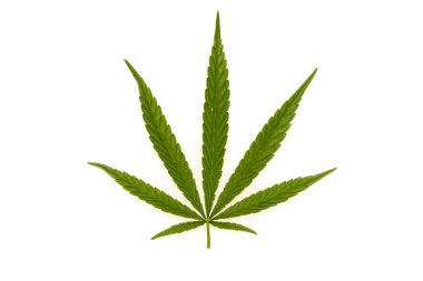 Marihuana tarlasında yeşil kanabiler