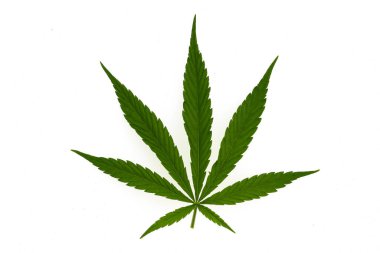 Marihuana tarlasında yeşil kanabiler