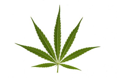 Tıbbi kenevir ürünlerinin yasallaştırılması için mavi gökyüzünün altında, esrar tarlasında bulunan güzel kenevir yaprağı yasadışı uyuşturucu yasal yaprakları ot tarlalarını yemliyor.