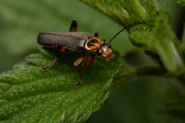 güzel böcek ilkbaharda çimlerde yaprak üzerinde