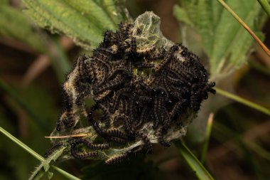 güzel böcek ilkbaharda çimlerde yaprak üzerinde